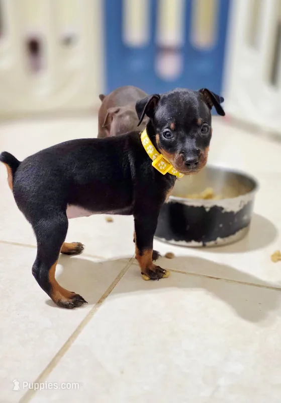 Yellow – Miniature Pinscher puppy for sale in Hollywood, FL