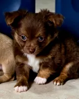 Thor, a male Chihuahua for sale in Hollywood, FL – 8 of 10