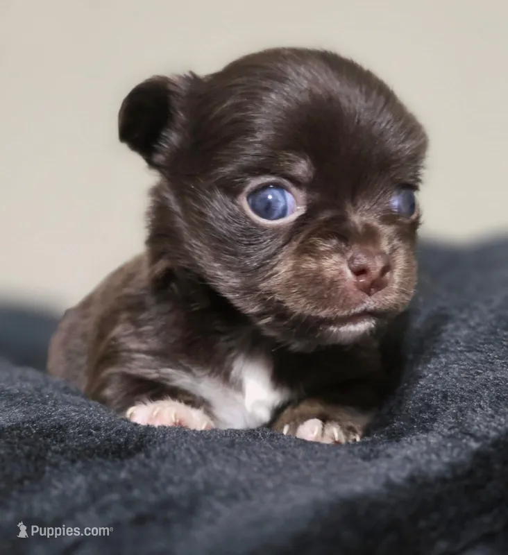 Bella – Chihuahua puppy for sale in Hollywood, FL
