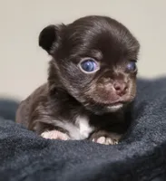 Bella, a female Chihuahua for sale in Hollywood, FL – 3 of 9