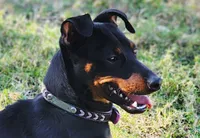 Purple, a female Miniature Pinscher for sale in Hollywood, FL – 5 of 5