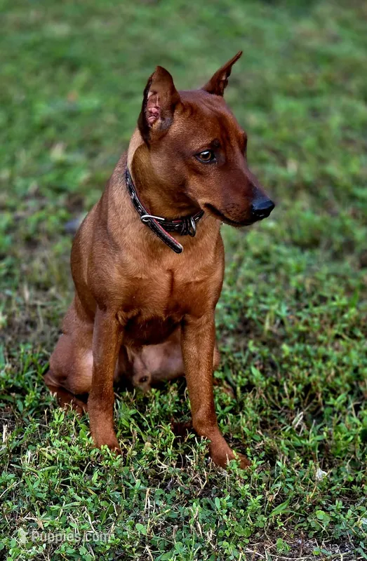 Raiden – Miniature Pinscher puppy for sale in Hollywood, FL