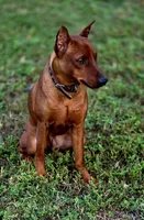 Raiden, a male Miniature Pinscher for sale in Hollywood, FL – 1 of 1