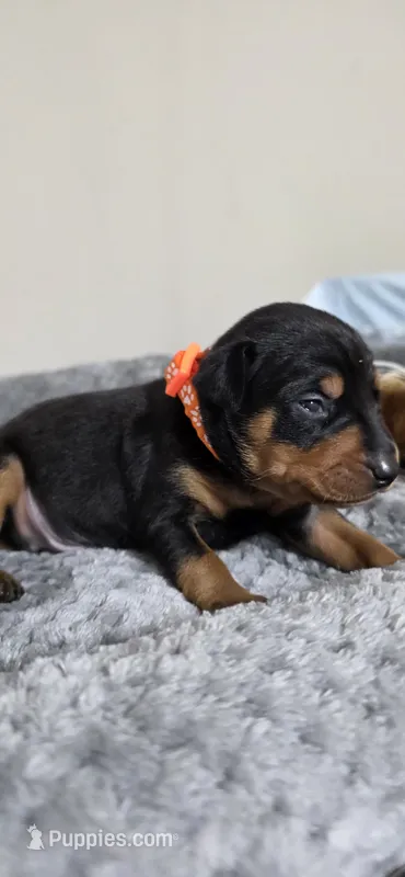 Orange – Miniature Pinscher puppy for sale in Hollywood, FL