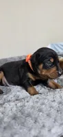 Orange, a male Miniature Pinscher for sale in Hollywood, FL – 1 of 5