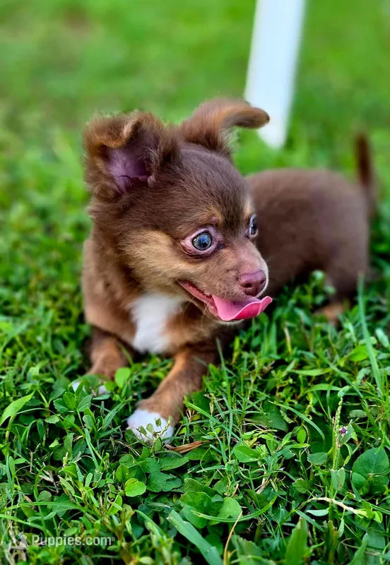 Thor – Chihuahua puppy for sale in Hollywood, FL