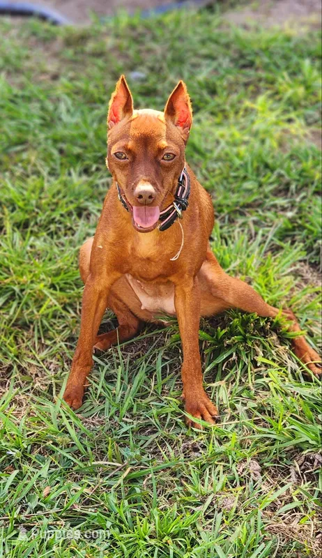 Xena, a female Miniature Pinscher for sale in Hollywood, FL – Photo 1 of 2