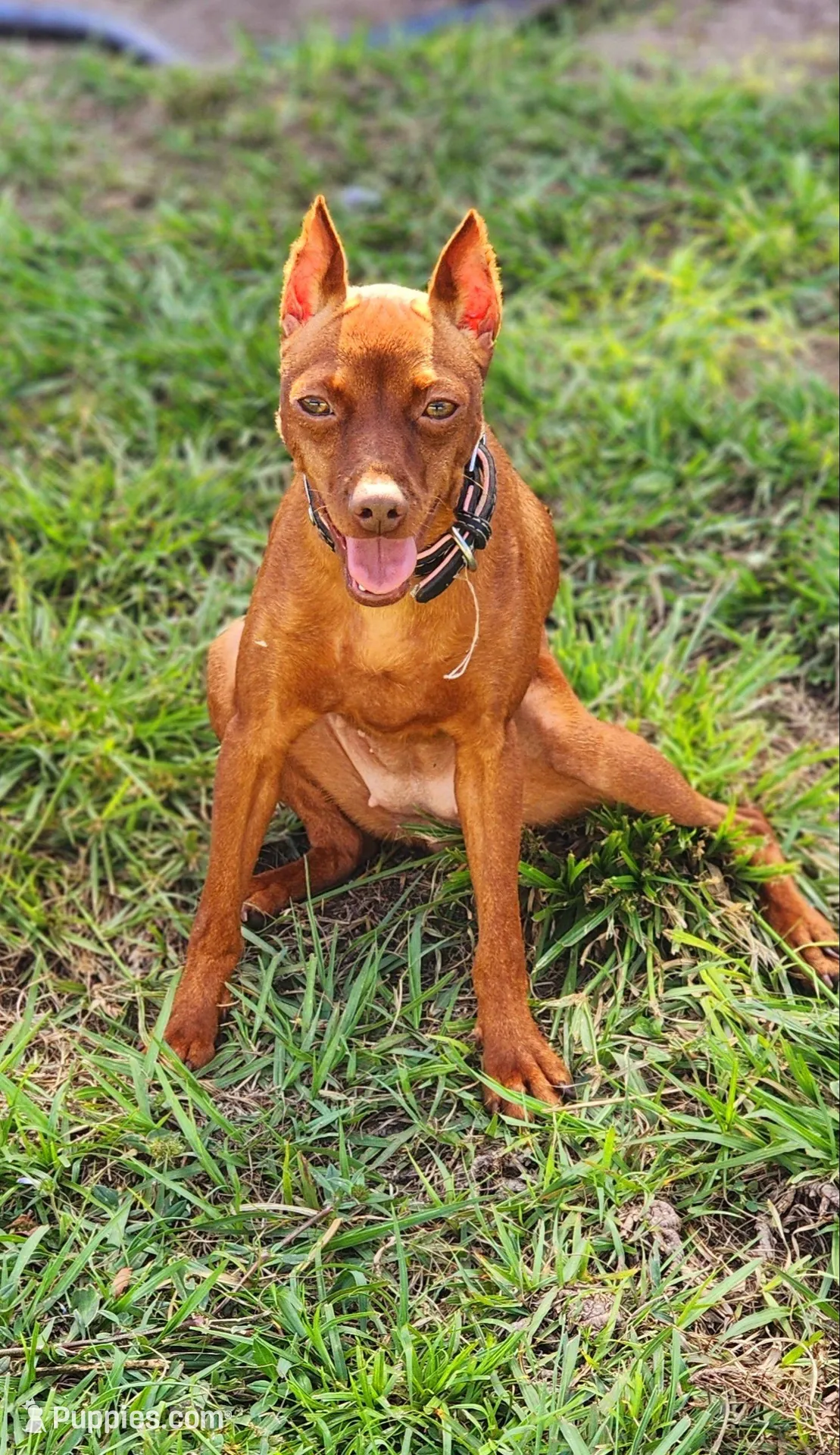 Xena, a female Miniature Pinscher for sale in Hollywood, FL – Photo 1 of 2