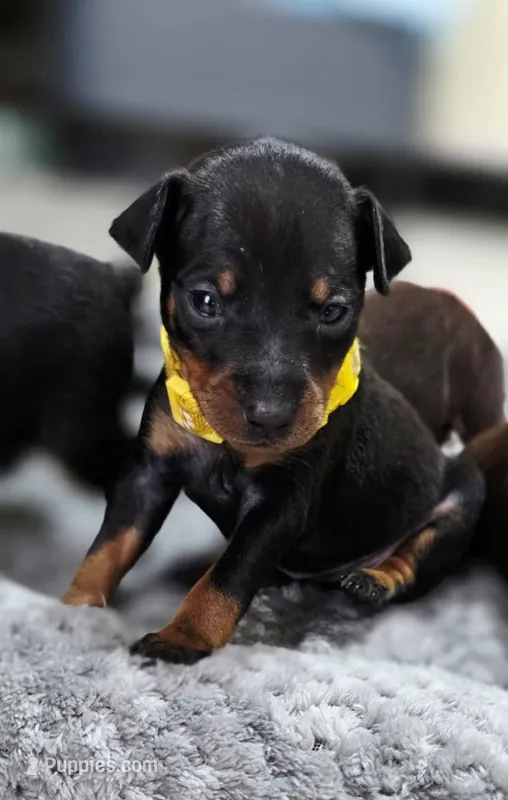 Yellow – Miniature Pinscher puppy for sale in Hollywood, FL