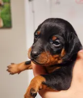 Cara, a female Miniature Pinscher for sale in Hollywood, FL – Photo 1 of 7