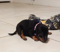 Cara, a female Miniature Pinscher for sale in Hollywood, FL – Photo 5 of 7