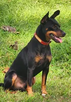 Cara, a female Miniature Pinscher for sale in Hollywood, FL – Photo 7 of 7