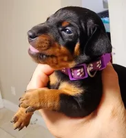 Cara, a female Miniature Pinscher for sale in Hollywood, FL – Photo 2 of 7