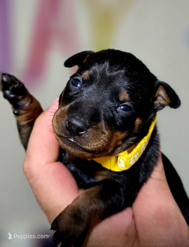 Yellow – Miniature Pinscher puppy for sale in Hollywood, FL