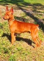 sally, a female Miniature Pinscher for sale in Hollywood, FL – Photo 6 of 6