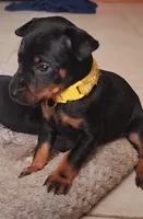 sally, a female Miniature Pinscher for sale in Hollywood, FL – Photo 4 of 6