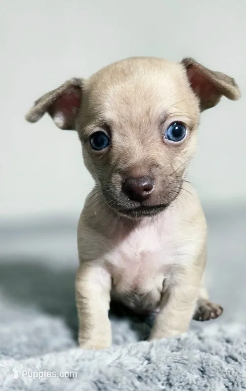 Loki – Chihuahua puppy for sale in Hollywood, FL