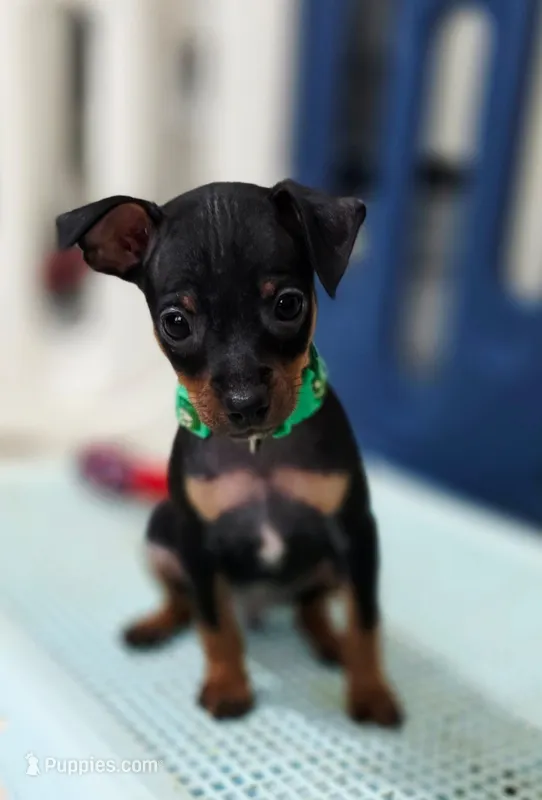 Green – Miniature Pinscher puppy for sale in Hollywood, FL