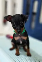 Green, a male Miniature Pinscher for sale in Hollywood, FL – 1 of 9