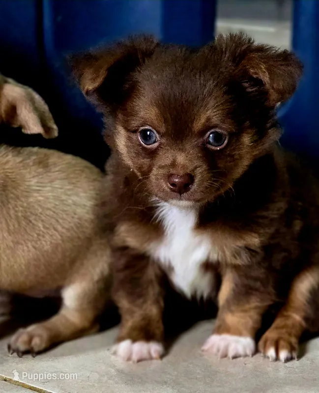 Thor – Chihuahua puppy for sale in Hollywood, FL
