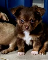 Thor, a male Chihuahua for sale in Hollywood, FL – 6 of 10