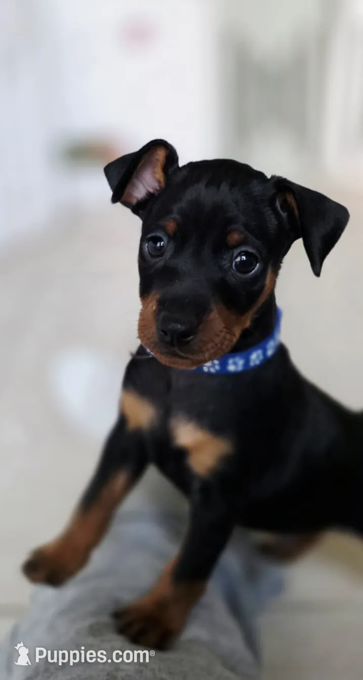 Blue, a male Miniature Pinscher for sale in Hollywood, FL – Photo 4 of 10