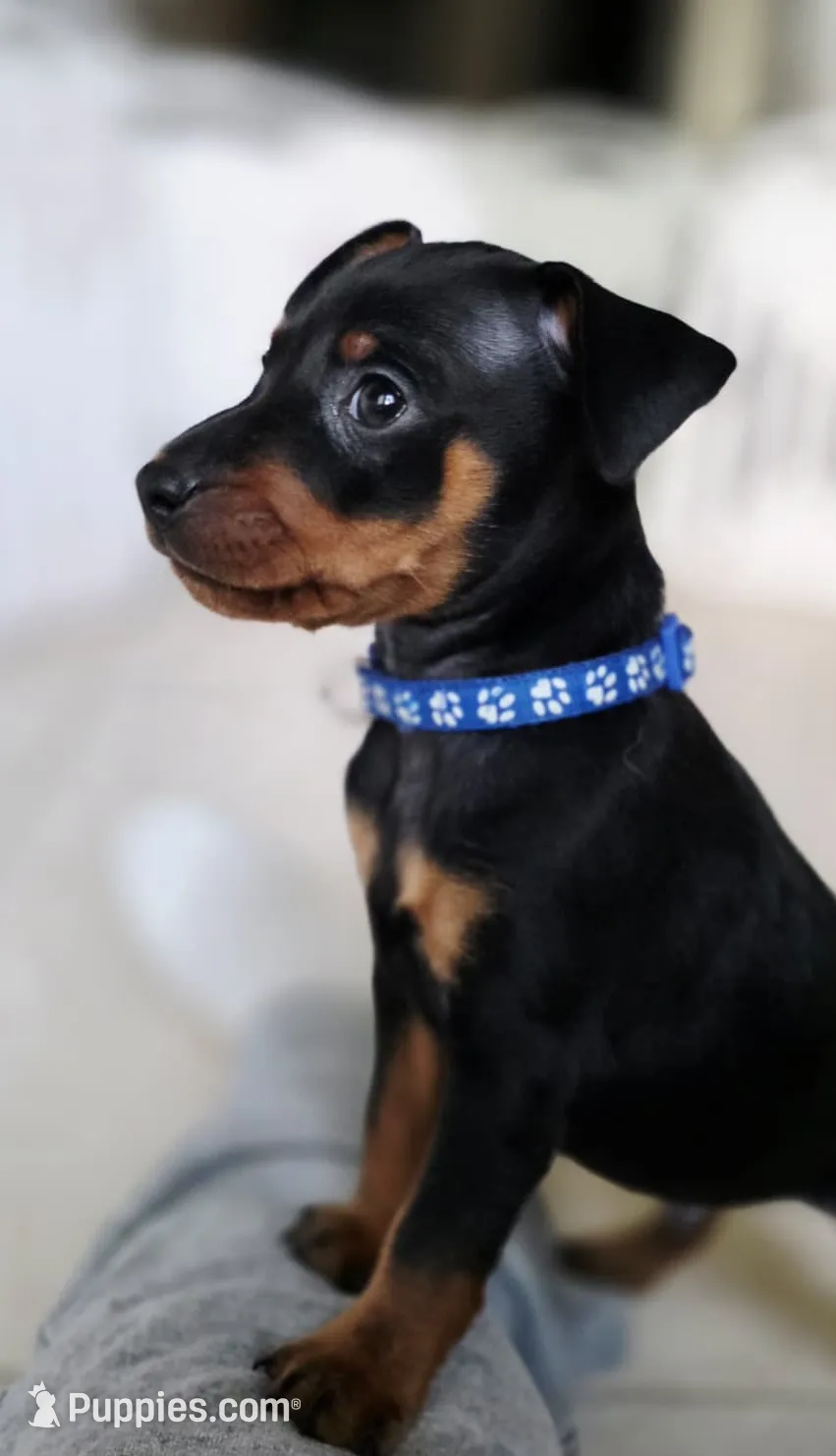 Blue, a male Miniature Pinscher for sale in Hollywood, FL – Photo 2 of 10