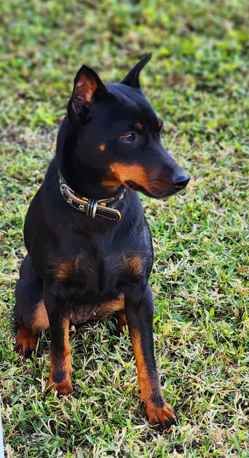 Blue, a male Miniature Pinscher for sale in Hollywood, FL – Photo 10 of 10