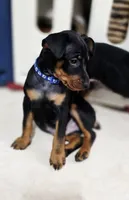 Blue, a male Miniature Pinscher for sale in Hollywood, FL – Photo 3 of 10