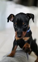 Blue, a male Miniature Pinscher for sale in Hollywood, FL – Photo 5 of 10