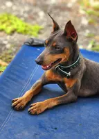 Blue, a male Miniature Pinscher for sale in Hollywood, FL – Photo 9 of 10