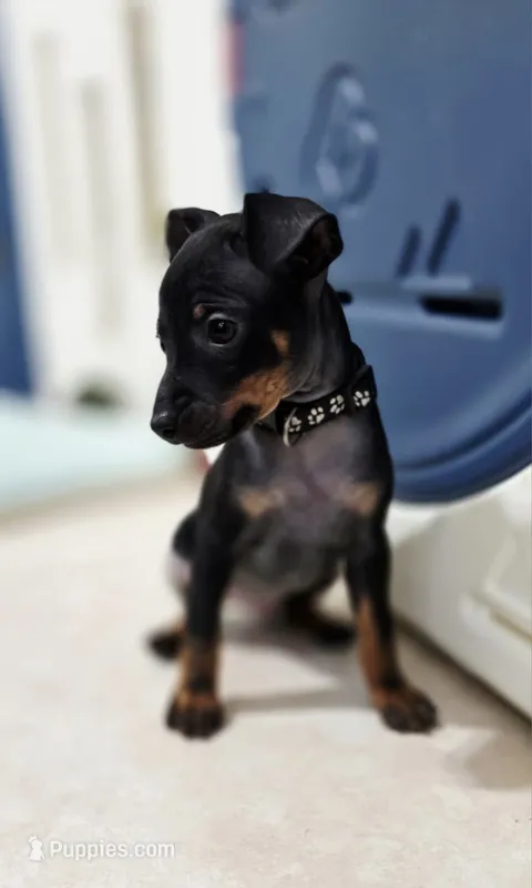 Black – Miniature Pinscher puppy for sale in Hollywood, FL