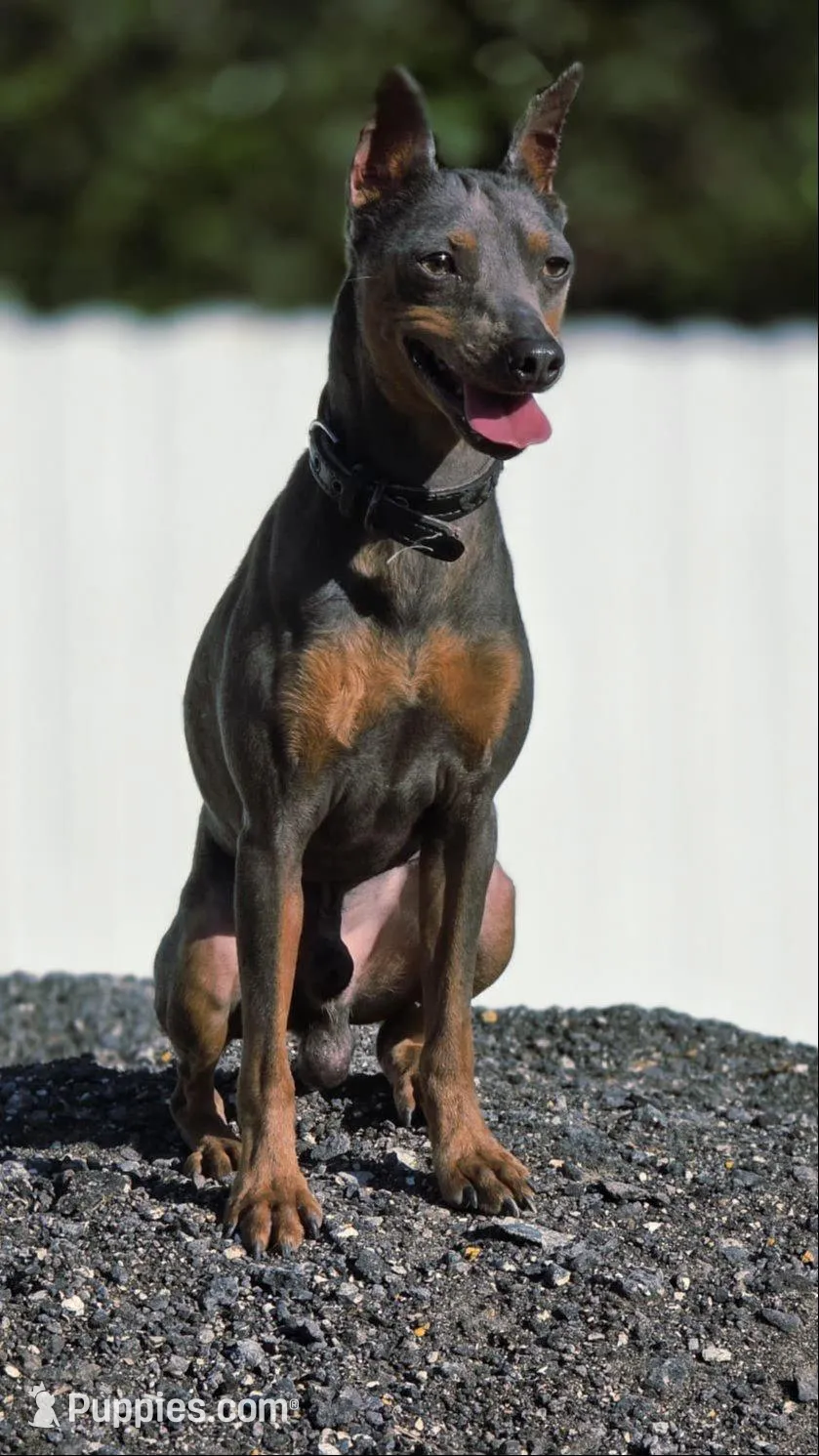Black, a male Miniature Pinscher for sale in Hollywood, FL – Photo 6 of 6