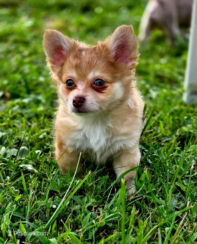 Zoro – Chihuahua puppy for sale in Hollywood, FL