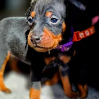 Purple, a female Miniature Pinscher for sale in Hollywood, FL – Photo 1 of 7