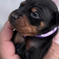 Purple, a female Miniature Pinscher for sale in Hollywood, FL – Photo 3 of 7