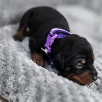 Purple, a female Miniature Pinscher for sale in Hollywood, FL – Photo 5 of 7