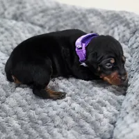 Purple, a female Miniature Pinscher for sale in Hollywood, FL – Photo 4 of 7