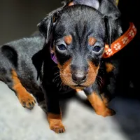 Purple, a female Miniature Pinscher for sale in Hollywood, FL – Photo 2 of 7
