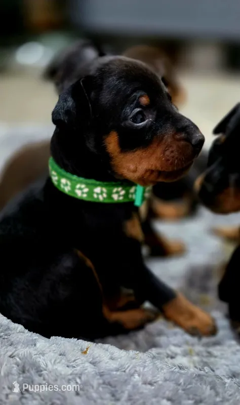 Sage – Miniature Pinscher puppy for sale in Hollywood, FL