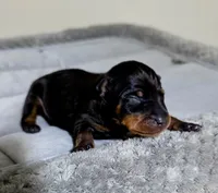 Blue, a male Miniature Pinscher for sale in Hollywood, FL – 3 of 5