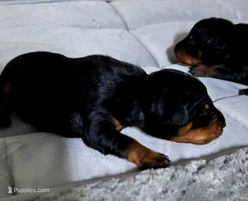 Yellow – Miniature Pinscher puppy for sale in Hollywood, FL