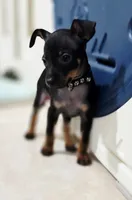 Black, a male Miniature Pinscher for sale in Hollywood, FL – 2 of 9