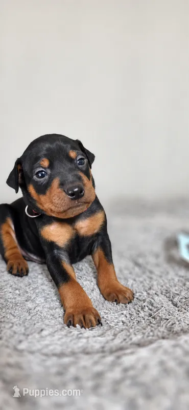 Red – Miniature Pinscher puppy for sale in Hollywood, FL