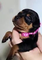 Fuscia, a female Miniature Pinscher for sale in Hollywood, FL – Photo 2 of 6