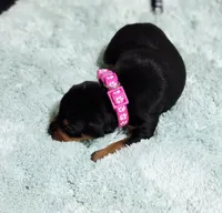 Fuscia, a female Miniature Pinscher for sale in Hollywood, FL – Photo 4 of 6