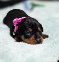 Fuscia, a female Miniature Pinscher for sale in Hollywood, FL – Photo 1 of 6