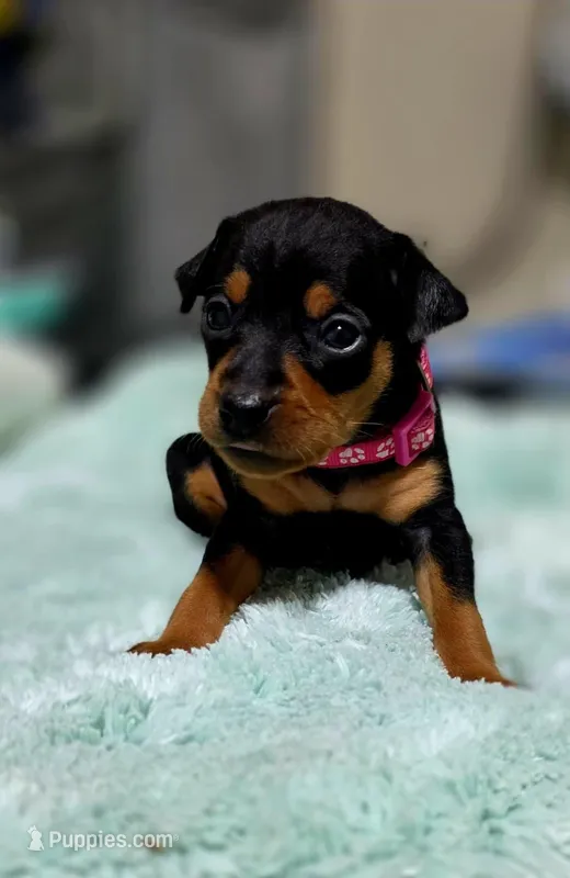Fuscia – Miniature Pinscher puppy for sale in Hollywood, FL