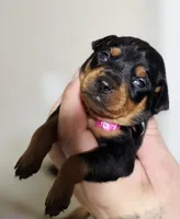 Fuscia, a female Miniature Pinscher for sale in Hollywood, FL – Photo 3 of 6