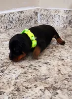 Charlotte, a female Miniature Pinscher for sale in Hollywood, FL – Photo 3 of 5